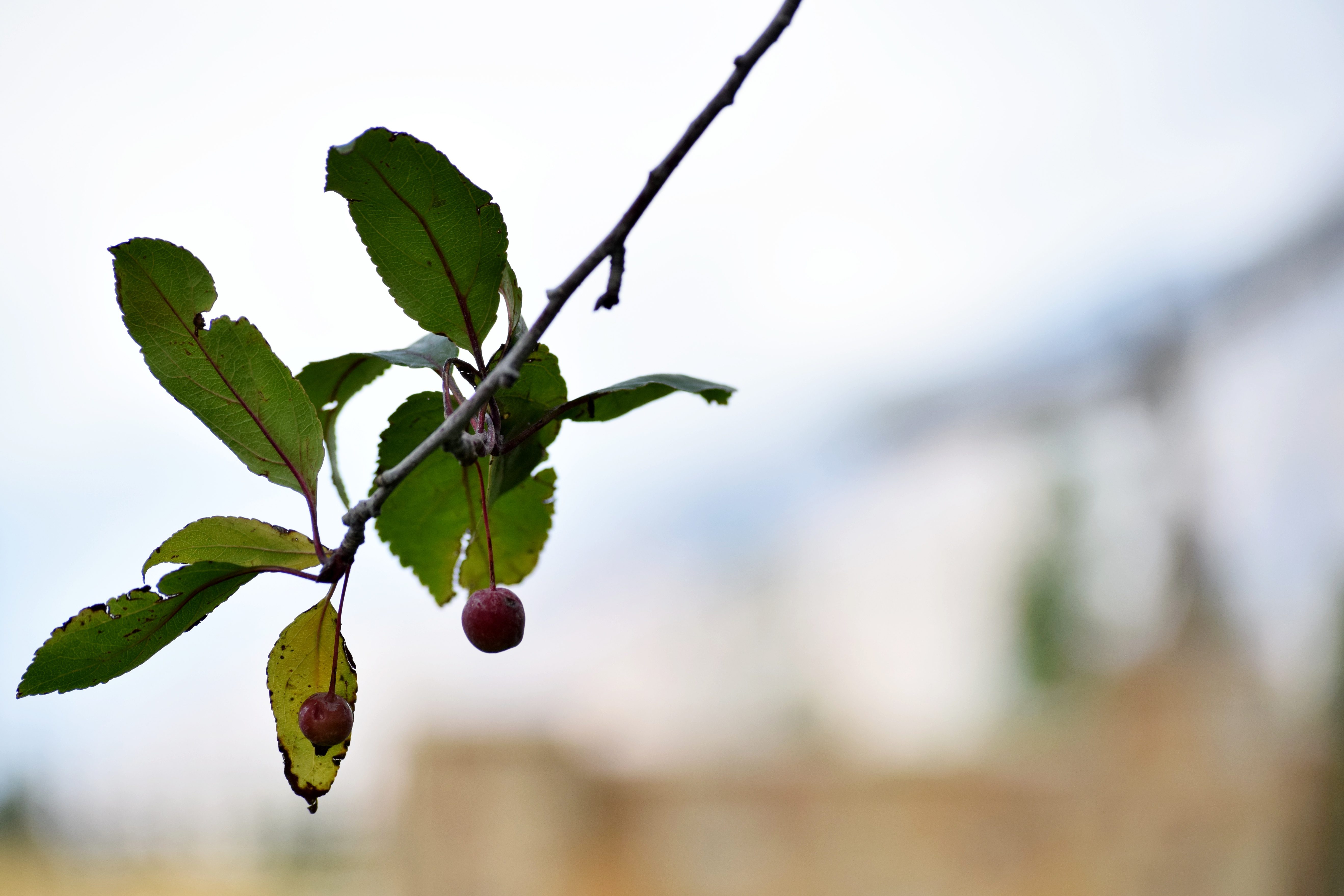 berry